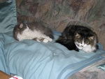 Jessi und Sarah auf dem Sofa im Wohnzimmer.